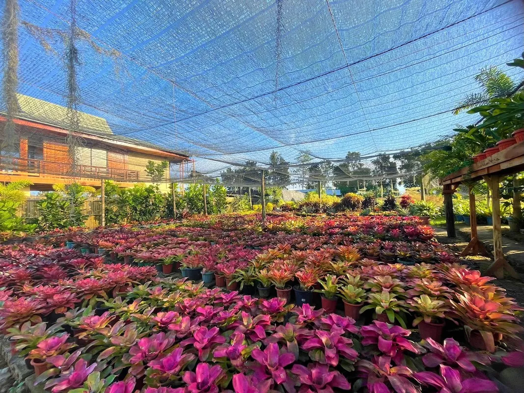 Dafalong flower farm iloilo
