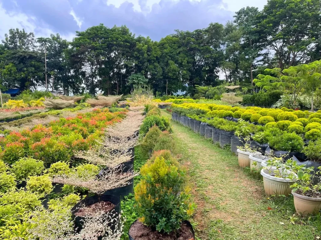 Dafalong flower farm iloilo